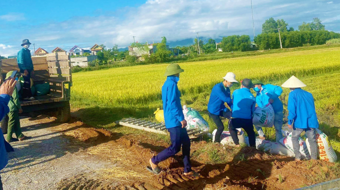Lực lượng đoàn viên thanh niên huyện Bố Trạch hỗ trợ thu hoạch mùa cho bà con vùng đang thực hiện phong tỏa. Ảnh: Th.Sơn