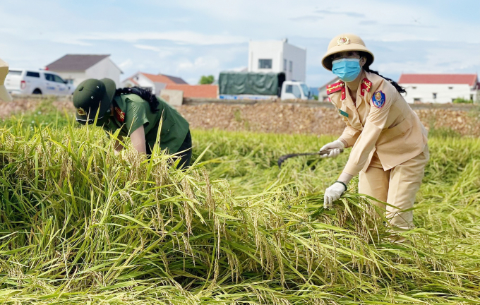 Lực lượng công an gặt lúa giúp dân. Ảnh: H.G