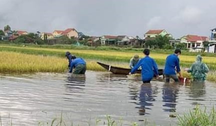 Đoàn viên thanh niên huyện Quảng Ninh hỗ trợ gặt lúa chạy lũ cho bà con. Ảnh: Th.Hoa