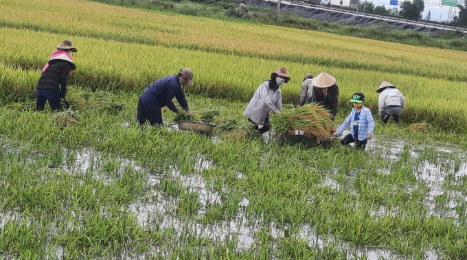 Gặt lúa chạy mưa lũ ở xã Võ Ninh (huyện Quảng Ninh). Ảnh: N.Tâm
