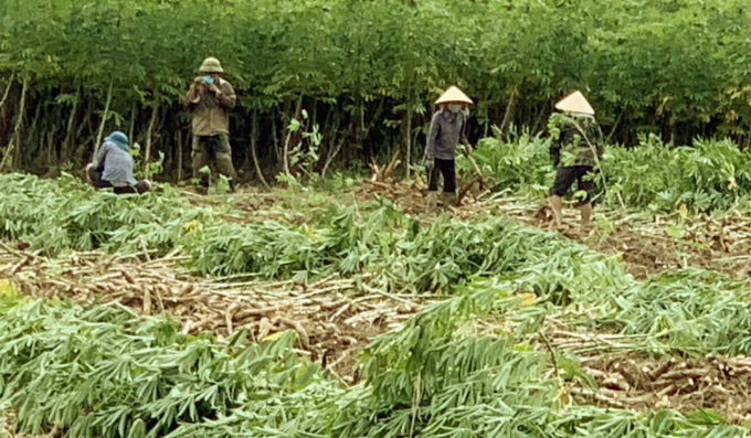 Nông dân huyện Bố Trạch thu hoạch sắn nguyên liệu vùng bị ngập nước. Ảnh: Ng. Nhân