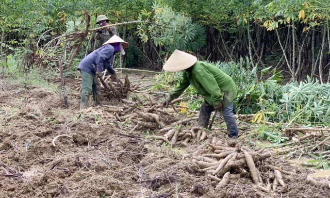 Sắn củ bị ngập nước dễ bị hỏng trong vòng 3-4 ngày nên buộc nông dân phải thu hoạch gấp. Ảnh: Ng. Nhân