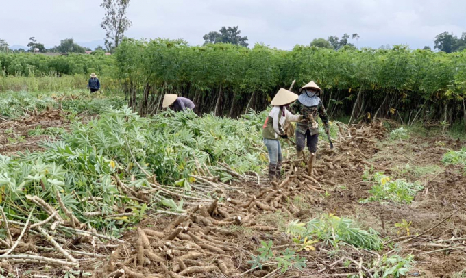 Hơn 1.000 ha sắn nguyên liệu vùng thấp ngập đang cần được thu hoạch sớm. Ảnh: Ng. Nhân