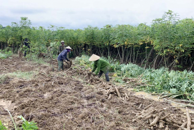 - Nông dân huyện Bố Trạch thu hoạch sắn nguyên liệu niên vụ 2021. Ảnh: Ng.Nhân