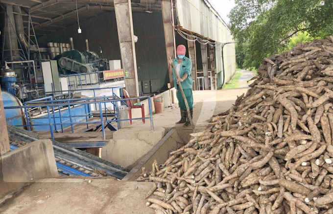 Các nhà máy chế biến tỉnh bột sắn  tại Quảng Bình đã được vận hành hoạt động.                Ảnh: N.Tâm