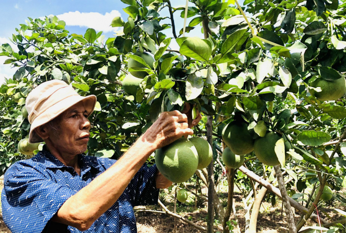 Từ vườn tạp, nhiều gia đình ở xã Hóa Hợp chuyển sang vườn mẫu có thu nhập cao. Ảnh: Tâm Phùng.