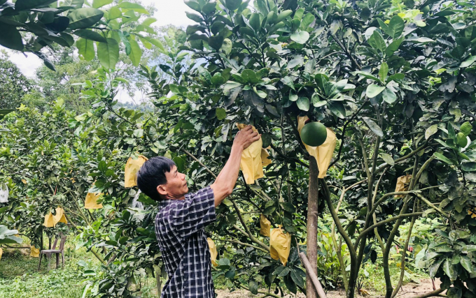 Thu nhập từ vườn mẫu đã ổn định đời sống người dân, đảm bảo cho xã Hóa Hợp thành công trong tiêu chí 'thu nhập'. Ảnh: Tâm Phùng.