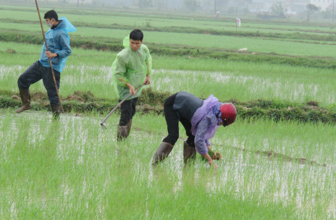 Dù mưa lạnh, nhưng bà con vẫn hăng say trên cánh đồng lúa đang lên xanh. Ảnh: N.Tâm