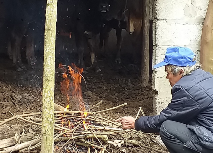 Hàng ngày, người dân đốt lửa ở khu vực chuồng trại để sưởi ấm cho đàn gia súc. Ảnh: N.T.