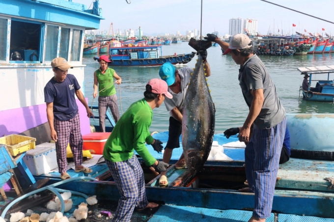 Tuna fishing vessels coming back to Hòn Ró fishing port have achieved high yields of 30-40 units of tuna. Photo: KS.