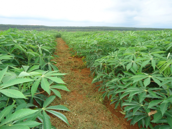 A cassava field in Vietnam.