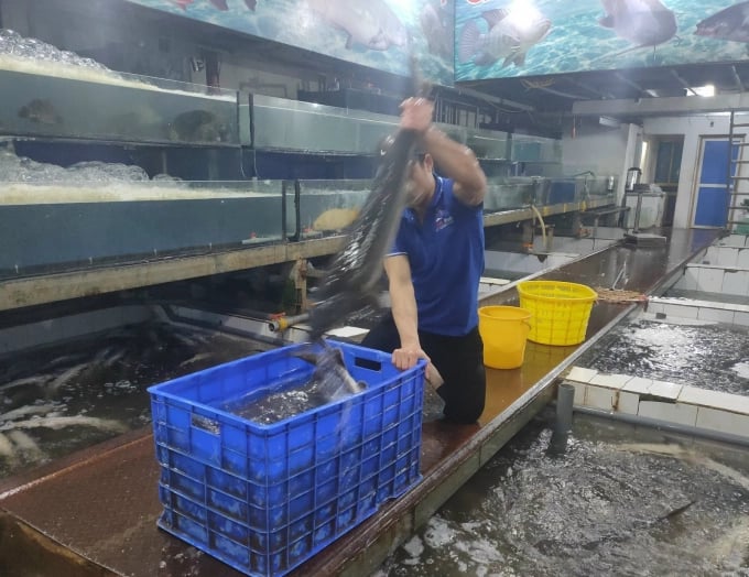 Unclear-origin sturgeons are illegally imported in Viet Nam. Photo: Hoang Anh.