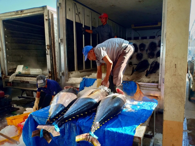 Phu Yen Province is working hard to curb illegal, unreported and unregulated fishing in a bid to remove yellow card from the European Commission. Photo Kim Son