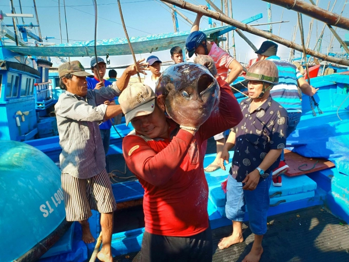 Fishermen in Phu Yen Province have signed commitments not to violate other countries’ waters. Photo: Kim Son.