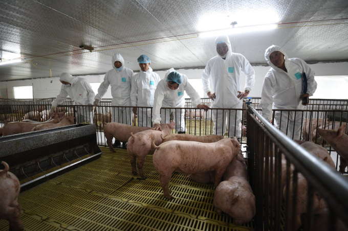 Leaders from Agriculture and Rural Development inspected the re-populating pigs in Hung Yen Province last year. Photo: Tung Dinh.