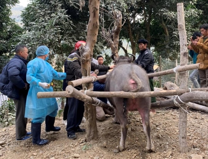 Buffalos and cows have developed antibodies to the lumpy skin disease virus after 28, 35, and 42 days being injected with Lumpyvac vaccine from Turkey. Photo: Nguyen Huan.