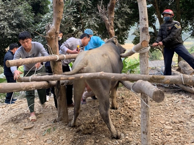 The Ministry of Agriculture and Rural Development is continuing to evaluate the effectiveness of two other vaccinations against the lumpy skin disease on cattle and will have specific recommendations and guidance in the coming time. Photo: Nguyen Huan.