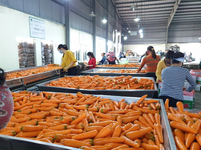 The factory capacity is designed at about 24,000 tons per year. Photo: Dinh Muoi.