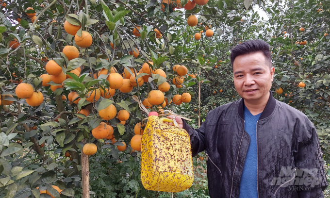 Thanks to adoption of organic fertiliser and natural pesticide, Chung Thuy Farm's products meet GlobalGap standard which means that it is eligible to export to European countries. Photo: Vo Dung.