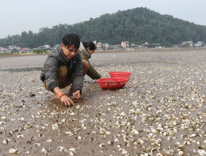 Aquatic diseases have caused heavy losses for people over the years. Photo: Van Dung.