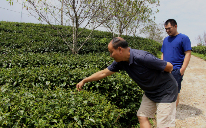 Hoang Manh Ngoc, Chairman of the Board of Directors of Kolia Co., Ltd., visits the tea-growing area. Photo: Cong Hai.
