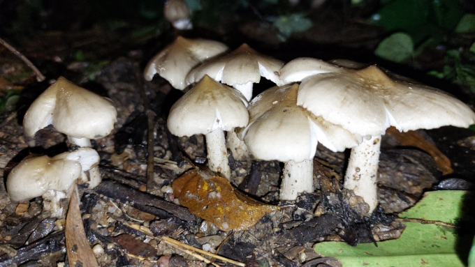 Termite mushroom - the 'king of mushrooms'. Photo: MHN.