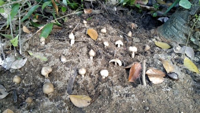 The termite fungus grows once a year in the rainy season. Termitarium can be found underneath the soil where the fungus grows. Photo: MHN.