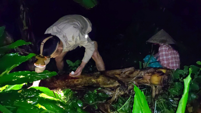 Villagers stay awake at night to seek termite mushrooms. Photo: MHN