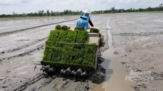 Rice production by sowing tray and planting machine contributes to reducing the production costs. Photo: Trong Linh.