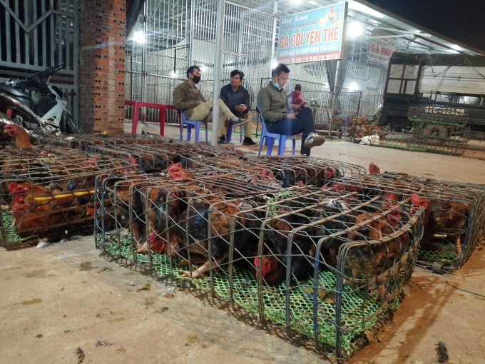 Tại chợ gà ngã ba ngã Đình Nẻo, xã Liên Sơn (huyện Tân Yên, Bắc Giang) không còn không khí tấp nập mua, bán gà do lượng tiêu thụ của thị trường xuống thấp. Ảnh: Trung Quân