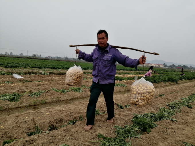 Tranh thủ thời tiết thuận lợi, nông dân khẩn trương ra đồng thu hoạch trà khoai tây sớm. Ảnh: Trung Quân.