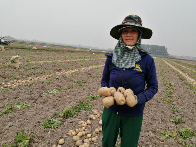Hãy để hình ảnh về giảm giá khoai tây, ngô tại Bắc Giang làm cho bạn phấn khích. Với chất lượng đảm bảo từ những nông dân địa phương, sản phẩm tươi ngon giá lại hợp lý. Hãy nhanh chóng đặt hàng để không bỏ lỡ cơ hội tuyệt vời này nhé.