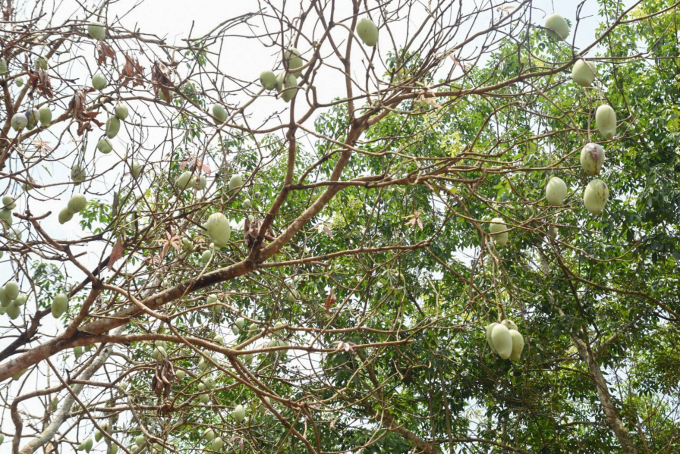 Tại huyện Hớn Quản (Bình Phước), bọ cánh cứng bắt đầu xuất hiện vào cuối tháng 3/2021, mật số cao điểm vào giữa tháng 4/2021 và gây hại trên cây điều, xoài, mít và cây sanh. Ảnh: Trần Trung.