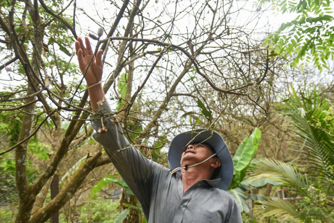 Một số diện tích cây ăn quả, cây điều tại Bình Phước đã bị bọ cánh cứng gây hại. Ảnh: Trần Trung.