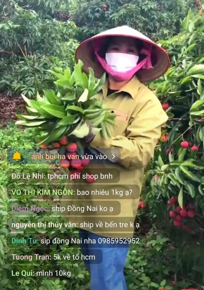 Nông dân HTX Phì Điền, xã Phì Điền (Lục Ngạn, Bắc Giang) có buổi livestream đầu tiên, giới thiệu về vườn trồng, các thức chăm sóc và thu hoạch ngay tại vườn đã nhận được sự quan tâm rất lớn từ phía cộng đồng mạng, nhiều đơn hàng được đặt. Ảnh: Trung Quân.