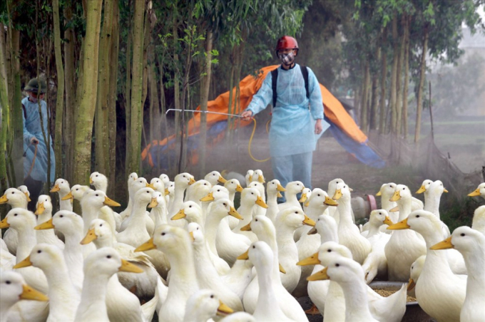 Vietnam is facing a high risk of avian flu A/H5N8 spreading. Photo: TL.