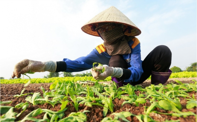 Nông dân các vùng chuyên canh rau khá bối rối lên kế hoạch cho các vụ rau tới vì chưa thể biết tình hình dịch bệnh sẽ ra sao. Ảnh:TL.