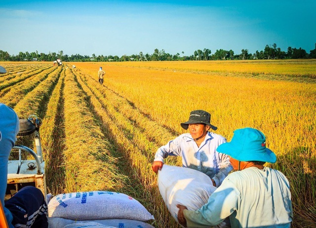 Do ảnh hưởng của dịch Covid-19, giá thu mua lúa tươi giảm so với cùng kỳ năm trước từ 500 - 800 đ/kg. Ảnh: TL.