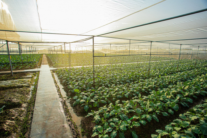 Ưu điểm của việc trồng rau trong nhà lưới là có thể canh tác được nhiều loại rau, củ, quả khác nhau, tận dụng triệt để quỹ đất. Ảnh: Trung Quân.