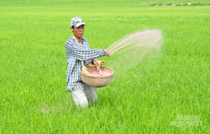 Sự chủ động giảm giá thành sản xuất lúa của người dân đóng vai trò quyết định trong việc tăng lợi nhuận trong sản xuất lúa. Ảnh: TL.