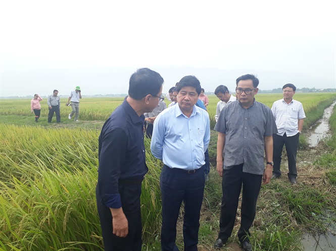 Deputy Minister of Agriculture and Rural Development Le Quoc Doanh visits a rice field in the central province of Quang Nam. Photo: TL.