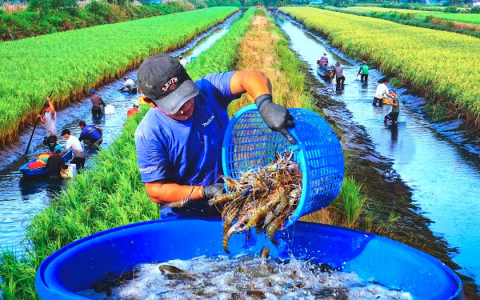 Mô hình lúa - tôm được đánh giá mang lại giá trị gia tăng cao hơn một số hệ thống canh tác lúa khác và được xem là mô hình điển hình trong việc thích nghi với biến đổi khí hậu của khu vực ĐBSCL. Ảnh: TL.