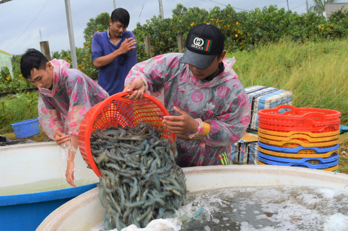 Kien Giang Province has issued many policies to support cooperatives in training human resources, capital, connecting product consumption, joint ventures with businesses... Photo: TL.