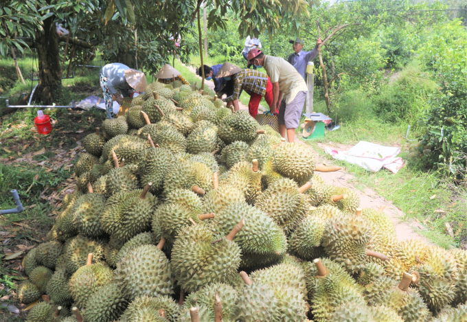 Muốn xuất khẩu nông sản đi các thị trường khó tính, việc cấp mã số vùng trồng, mã số cơ sở đóng gói là điều kiện tiên quyết. Ảnh: TL.