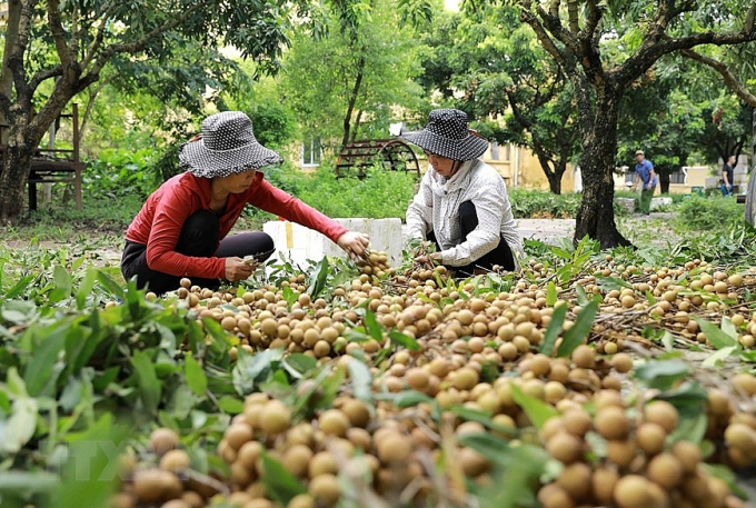 Năm 2022, tỉnh Hưng Yên đặt mục tiêu giá trị sản xuất nông, lâm nghiệp và thuỷ sản đạt hơn 13.900 tỷ đồng. Ảnh: TL.