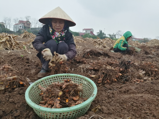 Đến hết tháng 6/2021, Hưng Yên xây dựng được hơn 2.100 ha sản xuất theo tiêu chuẩn VietGAP cho rau màu, cây ăn quả. Cấp chỉ dẫn địa lý và nhãn hiệu hàng hóa cho 26 sản phẩm nông sản. Ảnh: Trung Quân.