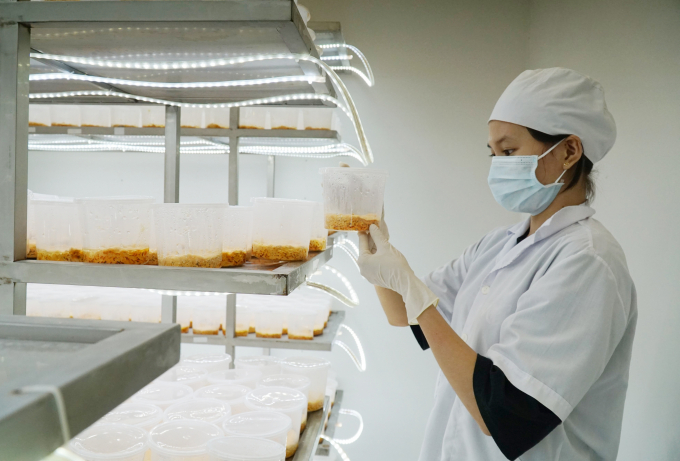 Sản xuất nấm đông trùng hạ thảo tại Công ty TNHH nuôi trồng nấm Hòa Long, TP. Bà Rịa, tỉnh Bà Rịa – Vũng Tàu.