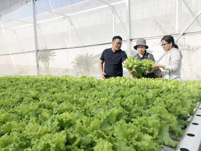 Mô hình trồng rau công nghệ cao tại Thị trấn Phước bửu, huyện Xuyên Mộc, tỉnh Bà Rịa – Vũng Tàu.