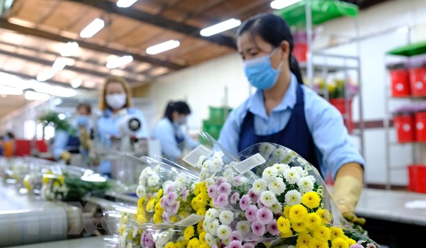Cục BVTV sẽ phối hợp với Đại sứ quán Úc tại Việt Nam tổ chức lễ công bố biện pháp xử lý kiểm dịch thực vật mới đối với hoa cắt cành xuất khẩu sang Úc vào ngày 24/1 tới. Ảnh: TL.
