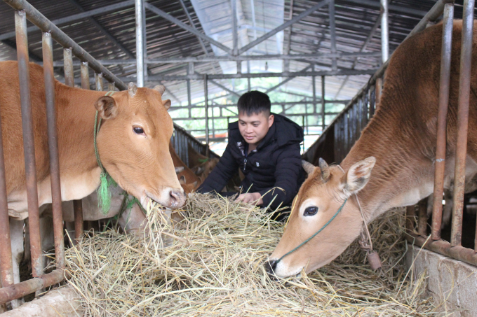 HTX mở rộng chuồng nuôi thêm bò sinh sản, cung cấp con giống cho người dân trên địa bàn toàn huyện. Ảnh: Trung Quân.